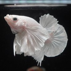 画像4: HMPKダンボ　ホワイト (4)