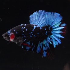 画像3: HMPK　ブラックスター (3)