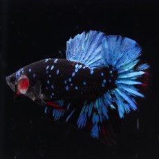 画像5: HMPK　ブラックスター (5)