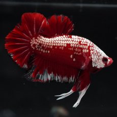 画像5: HMPK　レッドサムライ (5)