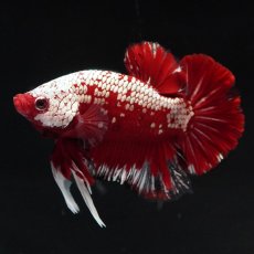 画像4: HMPK　レッドサムライ (4)