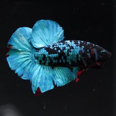画像7: HMPK　ブラックスター (7)
