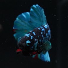 画像3: HMPK　ブラックスター (3)