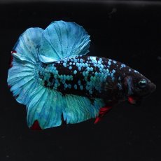 画像5: HMPK　ブラックスター (5)