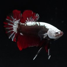 画像6: HMPK　ブラックレッドサムライ (6)
