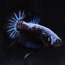 画像1: HMPK　ブルーブラックサムライ (1)