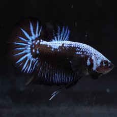 画像7: HMPK　ブルーブラックサムライ (7)