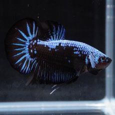 画像3: HMPK　ブルーブラックサムライ (3)