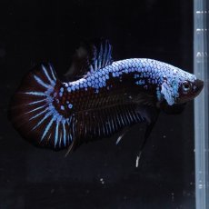 画像5: HMPK　ブルーブラックサムライ (5)