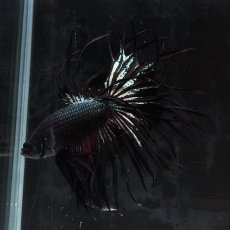 画像1: KCT　ブラックカッパー (1)