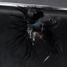 画像3: KCT　ブラックカッパー (3)