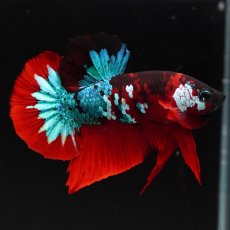 画像11: HMPK　レッドギャラクシー (11)