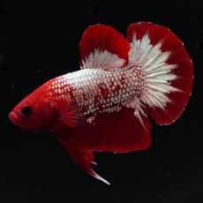 画像11: HMPK　ヘルボーイ (11)
