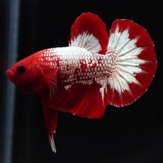 画像10: HMPK　ヘルボーイ (10)