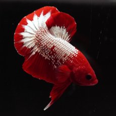 画像2: HMPK　ヘルボーイ (2)