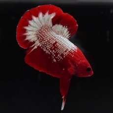 画像5: HMPK　ヘルボーイ (5)