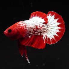 画像1: HMPK　ヘルボーイ (1)