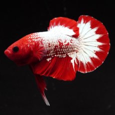 画像4: HMPK　ヘルボーイ (4)