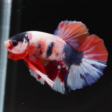 画像6: HMPK　キャンディ (6)