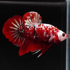 画像9: HMPK　レッドギャラクシー (9)