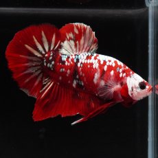 画像7: HMPK　レッドギャラクシー (7)