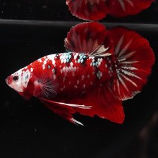 画像4: HMPK　レッドギャラクシー (4)