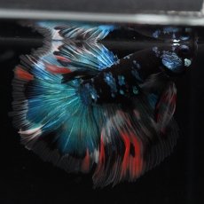 画像3: HM　ブラックスター　変わり柄 (3)