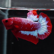 画像8: HMPK　ヘルボーイ (8)
