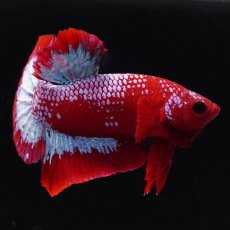 画像3: HMPK　ヘルボーイ (3)