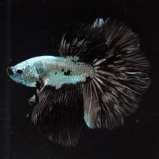 画像1: HM　ブラックドラゴン (1)