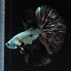 画像8: HM　ブラックドラゴン (8)
