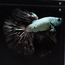 画像7: HM　ブラックドラゴン (7)
