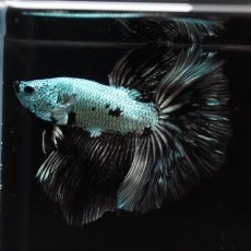 画像6: HM　ブラックドラゴン (6)