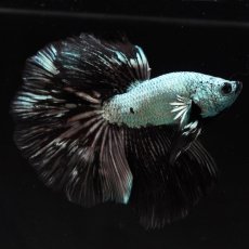 画像5: HM　ブラックドラゴン (5)