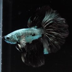 画像4: HM　ブラックドラゴン (4)