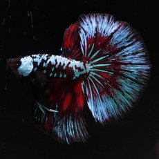 画像1: HM　ブルーブラック　変わり柄 (1)