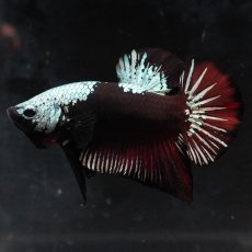 画像4: HMPK　ブラックレッドサムライ (4)