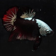 画像2: HMPK　ブラックレッドサムライ (2)