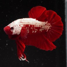 画像6: HMPK　レッドサムライ (6)