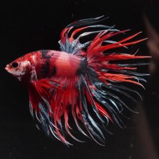 画像7: CT　キャンディ (7)