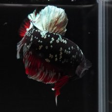 画像11: HMPK　ブラックカッパースター (11)