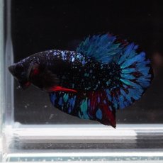 画像13: HM　ホワイトファンシー　フェザーテール (13)