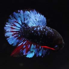 画像11: HM　ホワイトファンシー　フェザーテール (11)