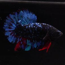 画像9: HM　ホワイトファンシー　フェザーテール (9)