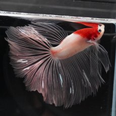 画像5: HM　鯉　クリアフィン (5)