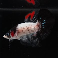 画像5: HMPK　鯉　変わり柄 (5)