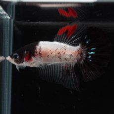 画像10: HMPK　鯉　変わり柄 (10)