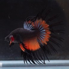 画像3: CT　ブラックマスタード (3)
