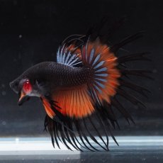 画像11: CT　ブラックマスタード (11)