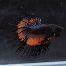 画像9: CT　ブラックマスタード (9)